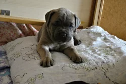 Prodám štěňata Cane Corso s PP