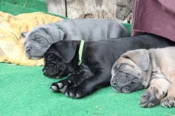 Prodám štěňata Cane Corso s PP