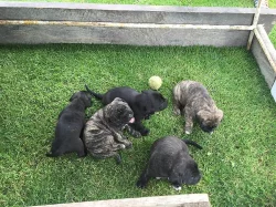 PERRO DE PRESA CANARIO/Kanarska dog