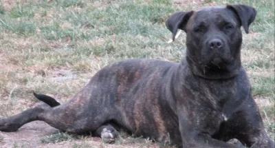 PERRO DE PRESA CANARIO/Kanarska dog