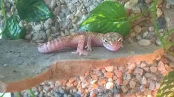 prodám nebo vyměním