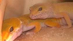 prodám nebo vyměním