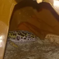 prodám nebo vyměním