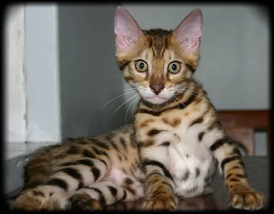 Půvabné Bengal Koťata