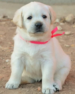 Labrador smetanová štěňátka s PP