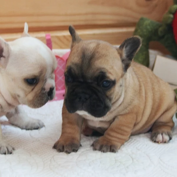 Dobra kvaliteta Francuski buldog štenci