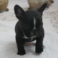 Dobra kvaliteta Francuski buldog štenci