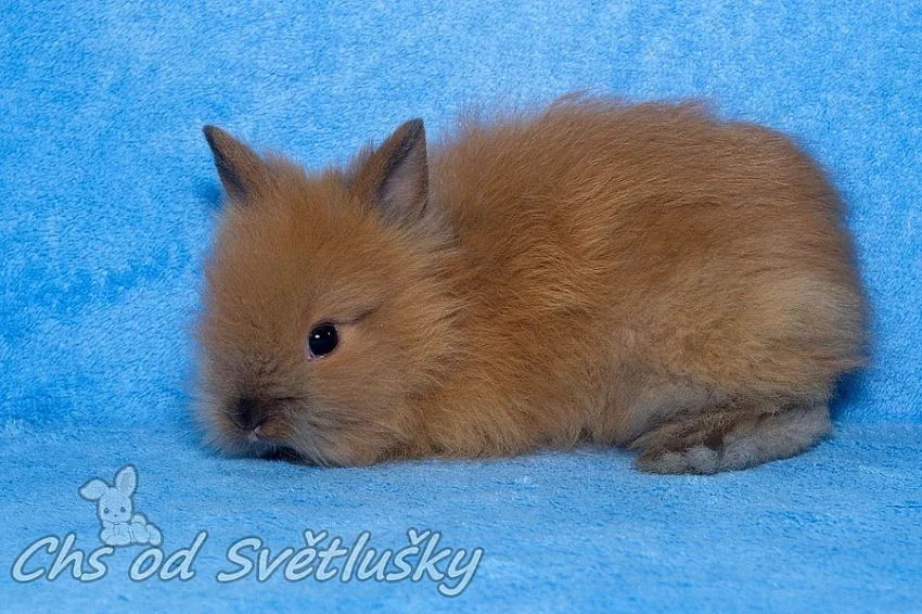 teddy králíčci