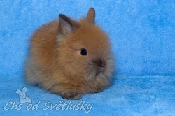 teddy králíčci