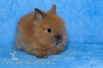 teddy králíčci