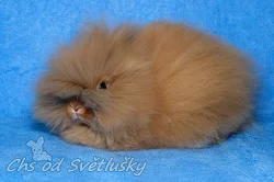 teddy králíčci