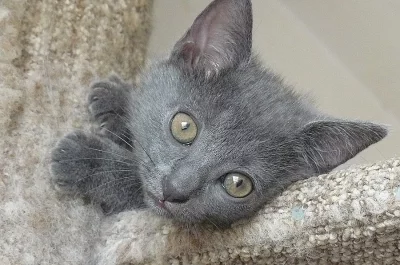 Kartouzská koťata Chartreux