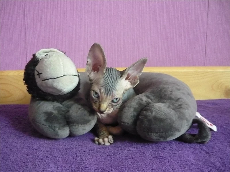 prodam kotatko kanadskeho sphynxe