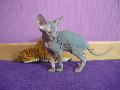 prodam kotatko kanadskeho sphynxe