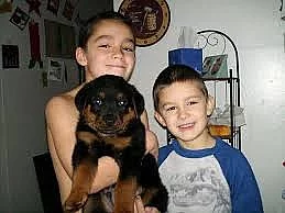 rottweiler - štěňata ze zahraničního krytí