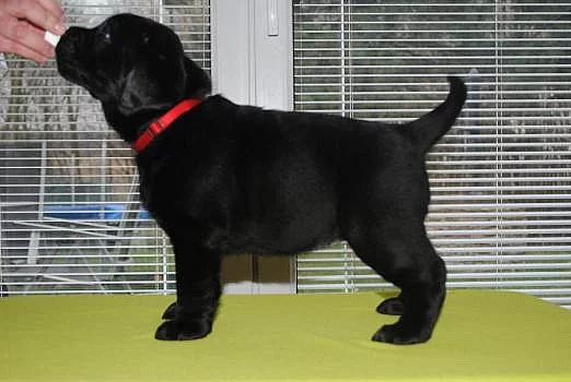 Labradorský retrívr na prodej s PP