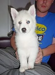 Sibiřský husky
