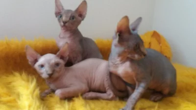 Sphynx
