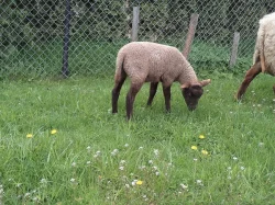 Prodám ovečku na chov