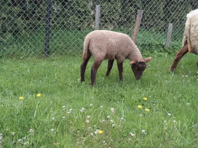 Prodám ovečku na chov