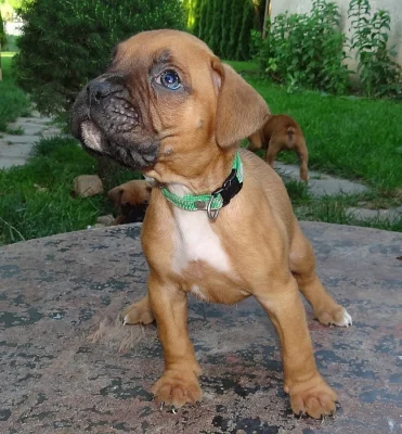 nemecký boxer - psík
