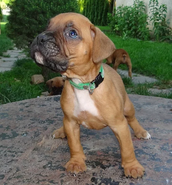 nemecký boxer - psík