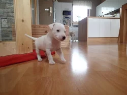 Štěňata Parrson Russell Terrier