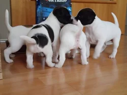Štěňata Parrson Russell Terrier