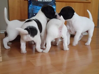 Štěňata Parrson Russell Terrier