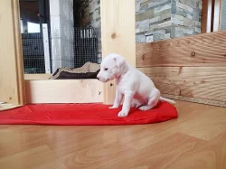 Štěňata Parrson Russell Terrier