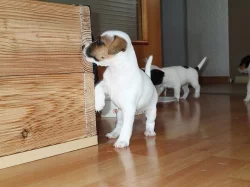 Štěňata Parrson Russell Terrier