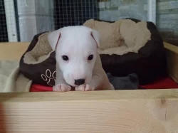 Štěňata Parrson Russell Terrier