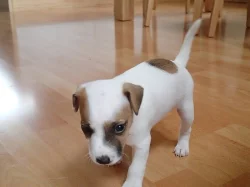 Štěňata Parrson Russell Terrier