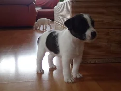 Štěňata Parrson Russell Terrier