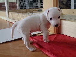 Štěňata Parrson Russell Terrier