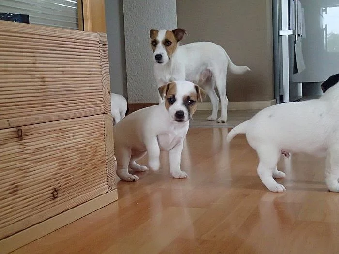 Štěňata Parrson Russell Terrier