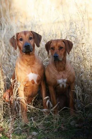 Rhodesian ridgeback s PP