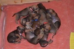 Rhodesian ridgeback s PP