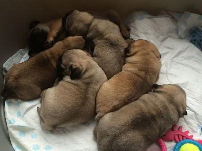 Prodám štěňátka mops s PP