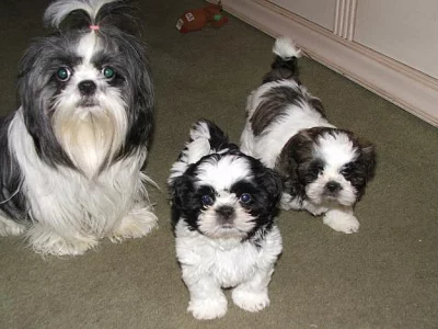 Shih-Tzu štěňata k dispozici pro vás