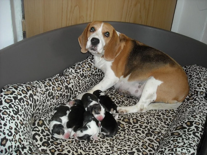 Prodám štěňata Beagle