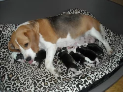Prodám štěňata Beagle