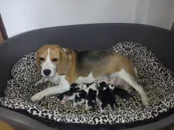 Prodám štěňata Beagle