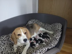 Prodám štěňata Beagle