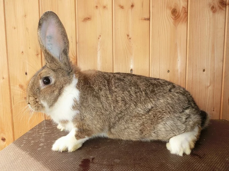 MEKLENBURSKÝ STRAKÁČ divoce zbarvený