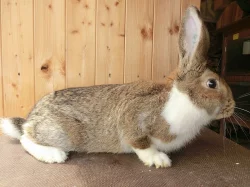 MEKLENBURSKÝ STRAKÁČ divoce zbarvený