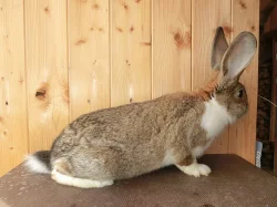 MEKLENBURSKÝ STRAKÁČ divoce zbarvený