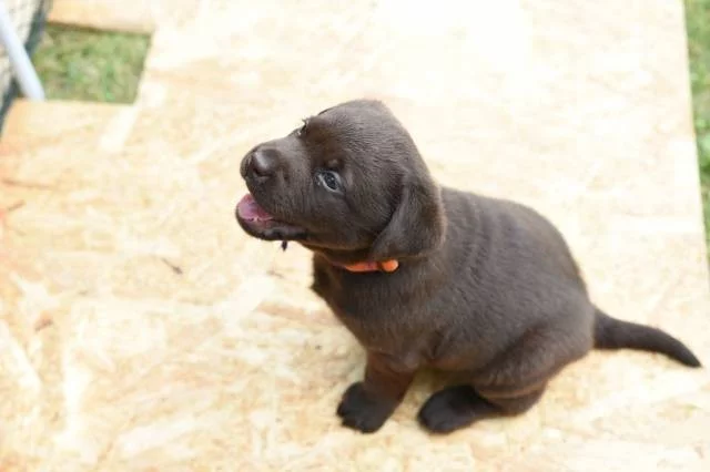 Labradorský retriver - čokoládový