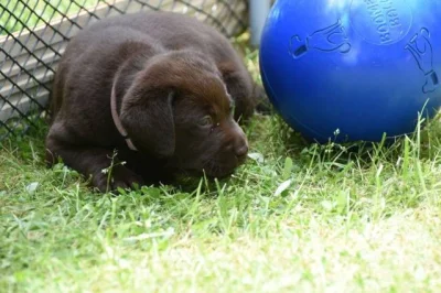 Labradorský retriver - čokoládový