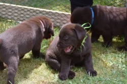 Labradorský retriver - čokoládový
